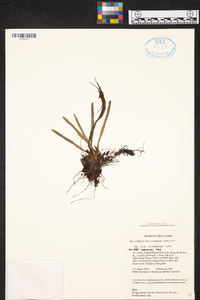 Maxillaria bolivarensis image