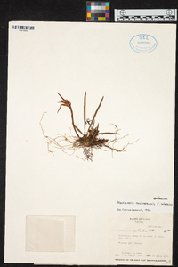 Maxillaria bolivarensis image