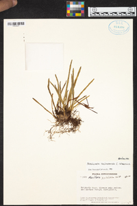 Maxillaria xylobiiflora image