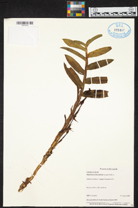Maxillaria brevifolia image