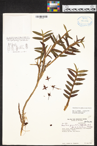 Maxillaria brevifolia image