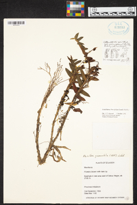 Maxillaria graminifolia image