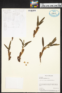 Maxillaria caespitifica image