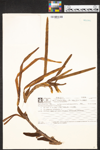 Maxillaria camaridii image