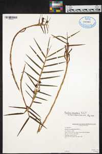 Maxillaria cassapensis image