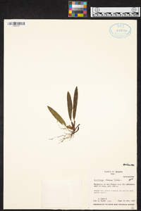 Maxillaria chacoensis image