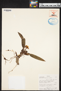 Maxillaria chacoensis image
