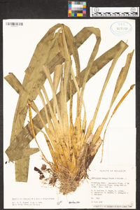 Maxillaria chartacifolia image