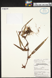 Maxillaria conferta image