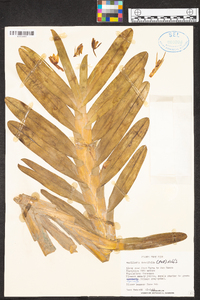 Maxillaria densifolia image