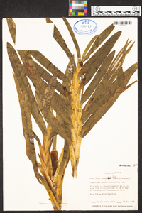 Maxillaria densifolia image