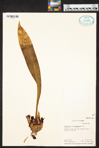 Maxillaria desvauxiana image