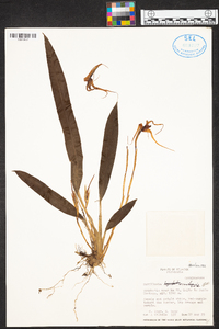 Maxillaria ecuadorensis image