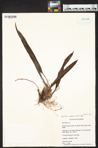 Maxillaria ecuadorensis image