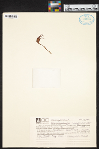 Maxillaria ecuadorensis image