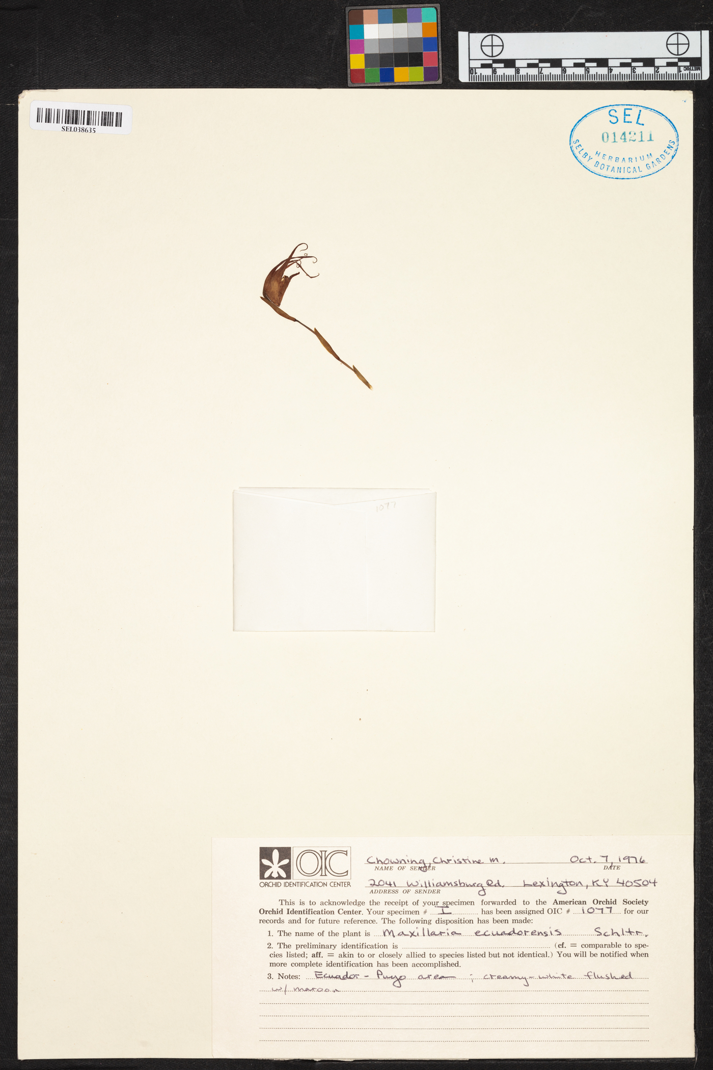 Maxillaria ecuadorensis image