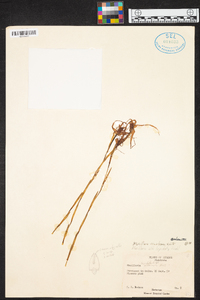 Maxillaria ecuadorensis image