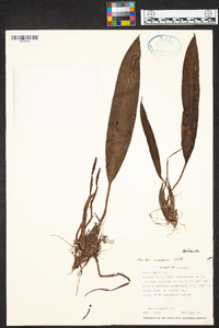 Maxillaria ecuadorensis image