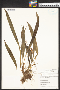 Maxillaria ecuadorensis image