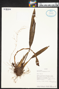 Maxillaria elegantula image