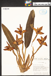 Maxillaria elegantula image