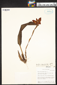 Maxillaria elegantula image