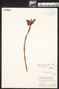 Maxillaria elegantula image