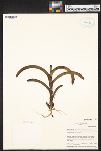 Maxillaria equitans image