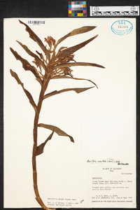Maxillaria exaltata image