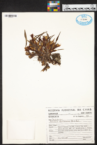 Maxillaria ferdinandiana image