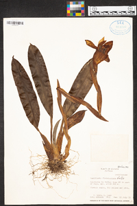 Maxillaria fletcheriana image