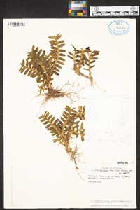 Maxillaria foliosa image
