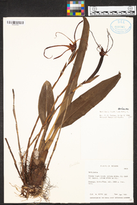Maxillaria fractiflexa image