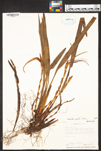 Maxillaria gentryi image