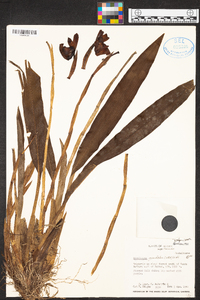 Maxillaria grandiflora image