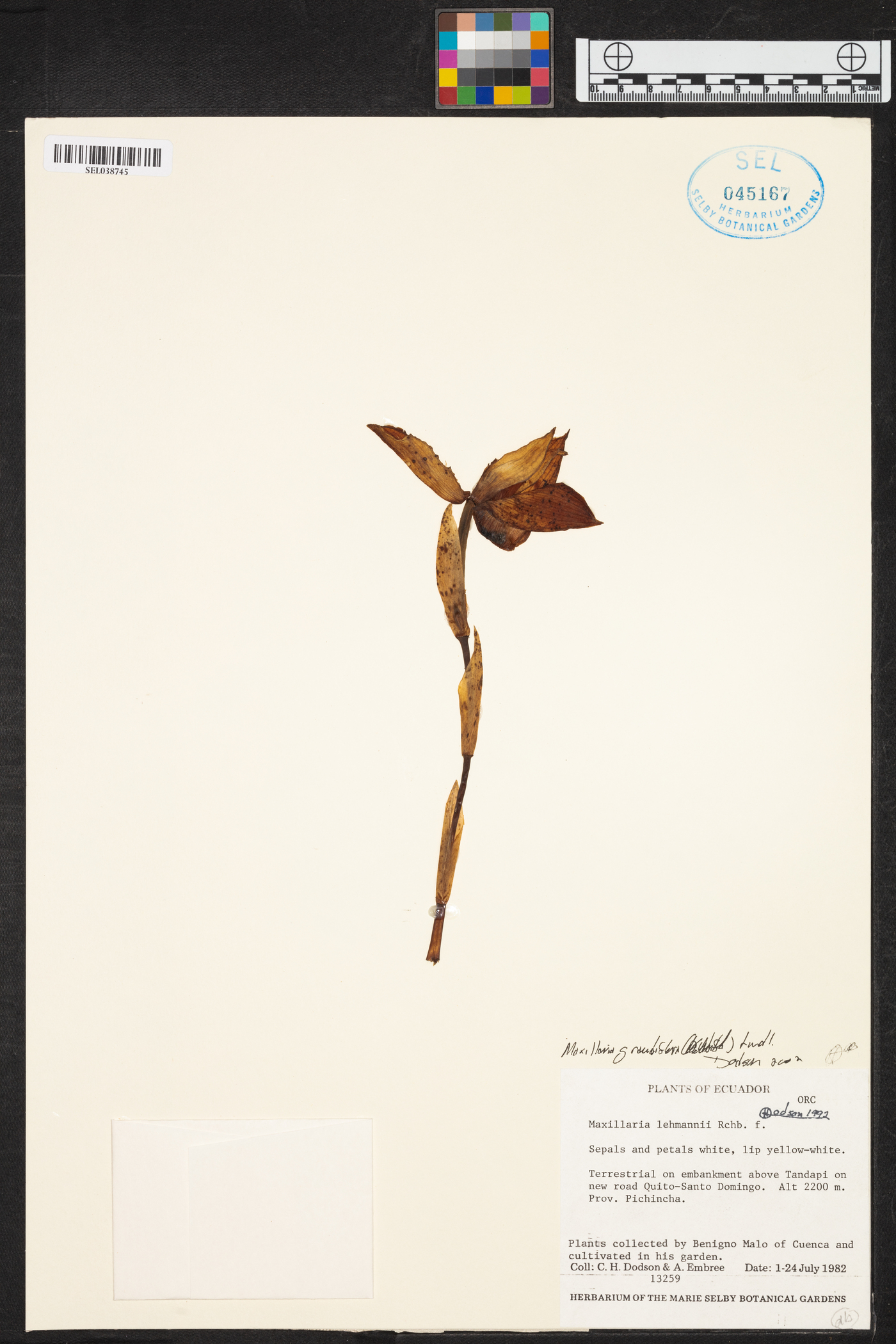 Maxillaria grandiflora image