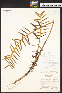 Maxillaria graminifolia image