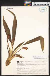 Maxillaria grayi image