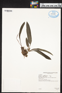 Maxillaria virguncula image