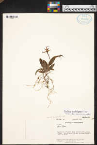Maxillaria virguncula image