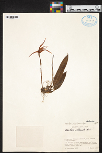 Maxillaria virguncula image