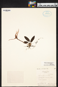 Maxillaria virguncula image