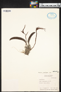 Maxillaria virguncula image