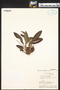 Maxillaria virguncula image