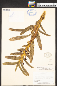 Maxillaria guareimensis image