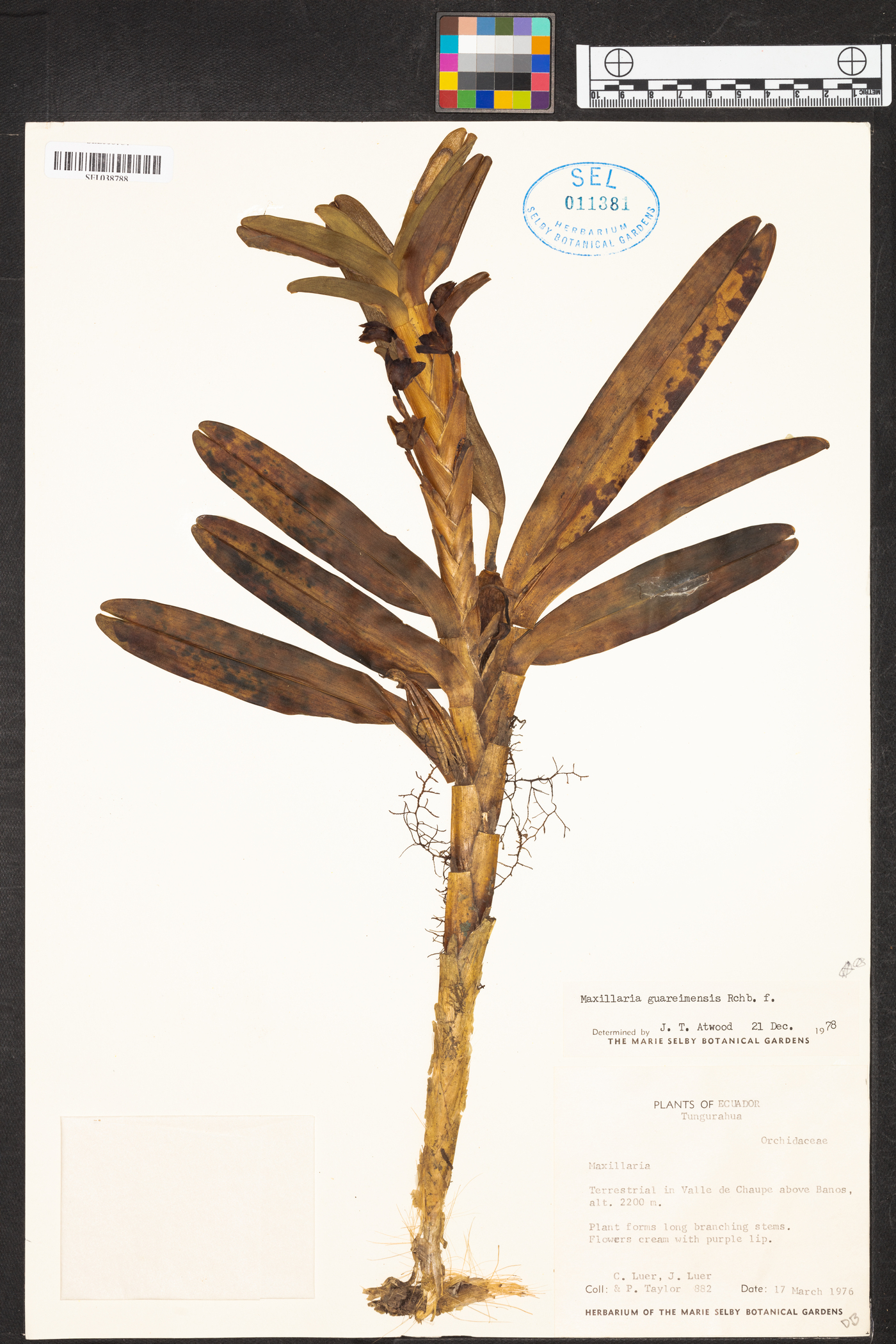 Maxillaria guareimensis image