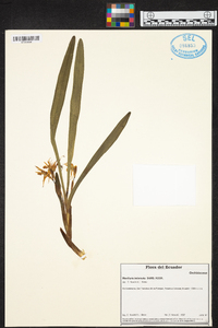Maxillaria imbricata image