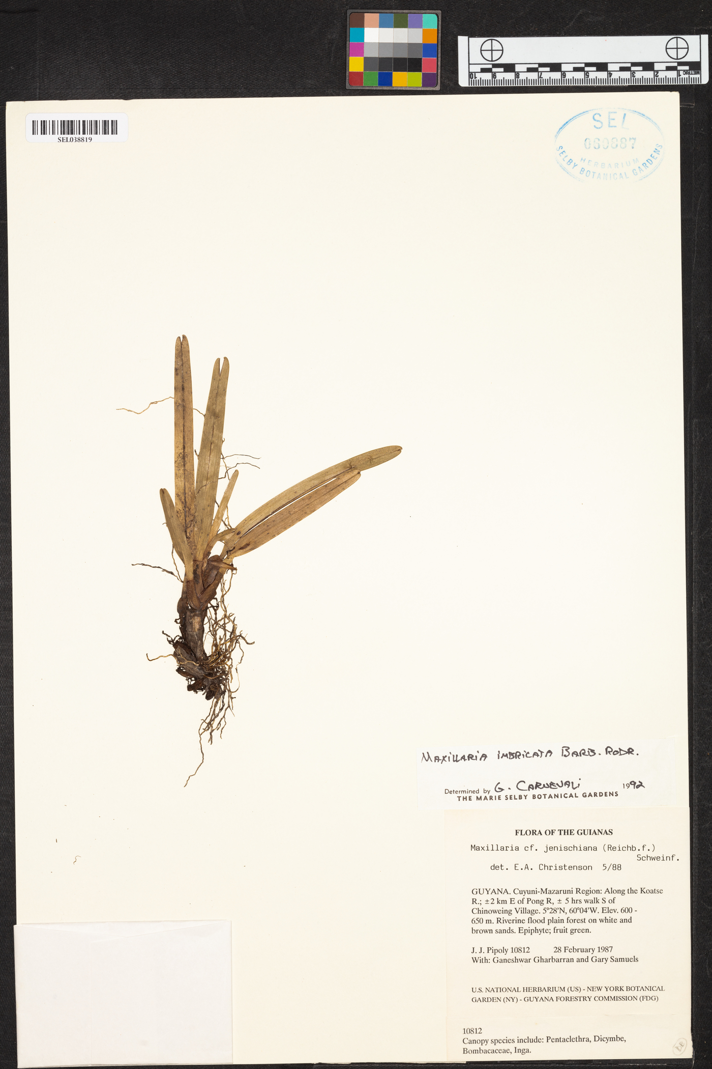 Maxillaria imbricata image