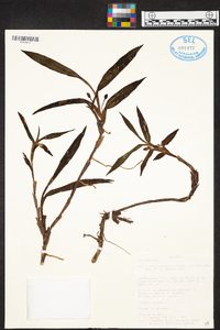 Maxillaria jamesonii image