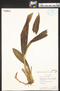 Maxillaria jucunda image